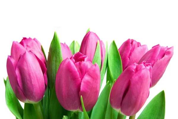 Nahaufnahme rosa Tulpen — Stockfoto
