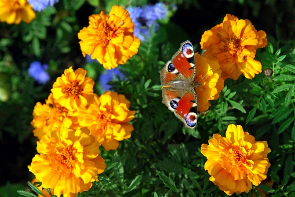 Бабочка на желтых цветах — стоковое фото