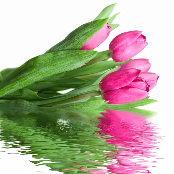 与水中倒影的特写粉红色郁金香 — 图库照片