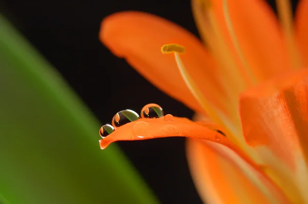 Three crystal drops on the orange flower — Stock Photo, Image