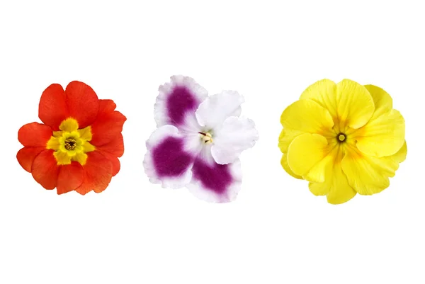 Beyaz izole çeşitli renkli çiçekler — Stok fotoğraf