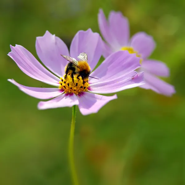 Пчела на розовом цветке — стоковое фото