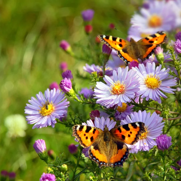 Zwei Schmetterlinge auf Blumen — Stockfoto