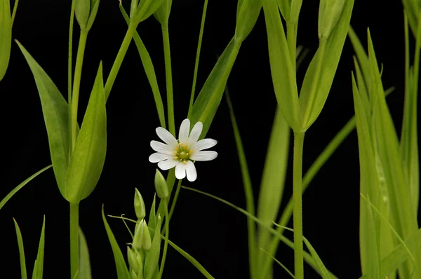 Manzanilla blanca pequeña — Foto de Stock