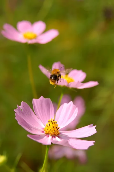 Муха бджоли на квітах — стокове фото