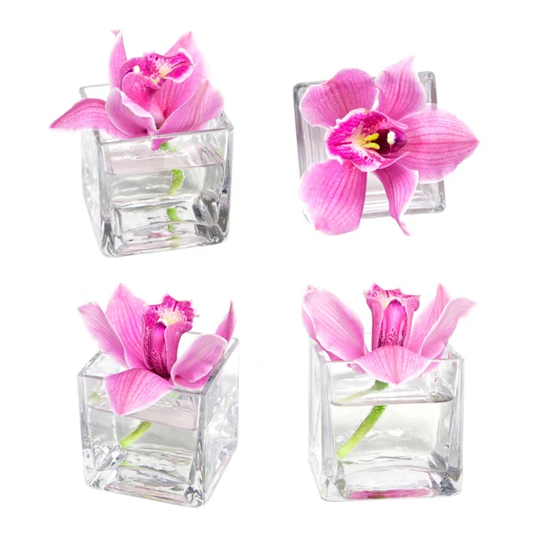 Розовая орхидея в стекле — стоковое фото