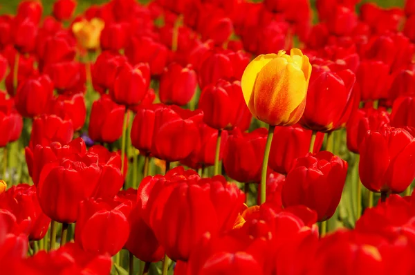 Один желтый тюльпан в поле красного цвета — стоковое фото