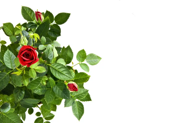 Červená růže kytice, samostatný — Stock fotografie