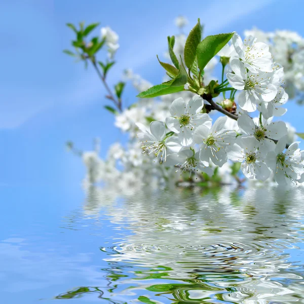 Bloeiende kersenboom en blauwe lucht met refletion in water — Stockfoto
