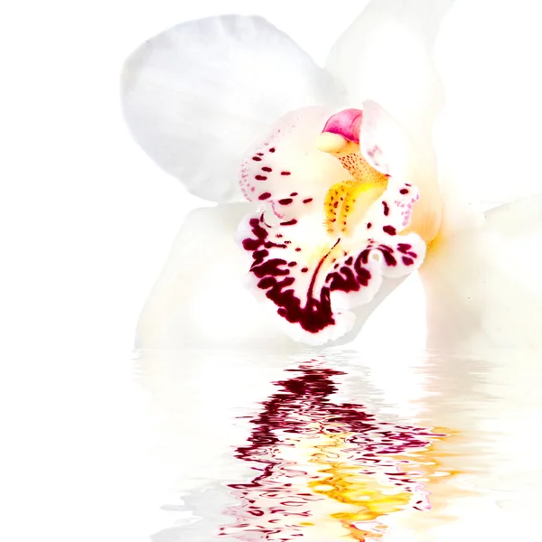 Weiße Orchidee mit Reflexion — Stockfoto