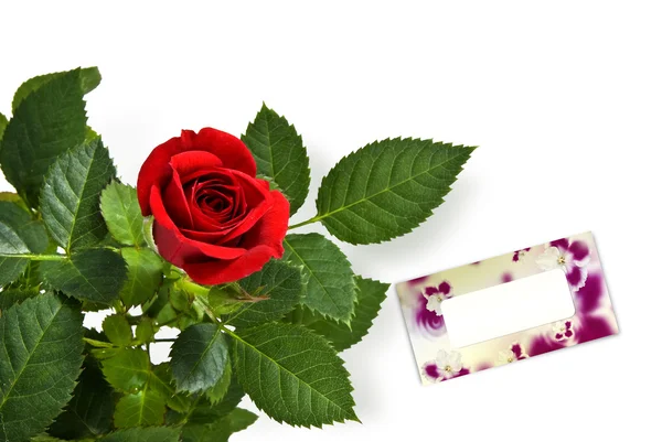 Червона троянда з порожньою листівкою — стокове фото