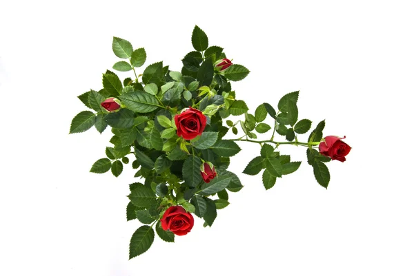 Bukiet czerwonych róż — Zdjęcie stockowe