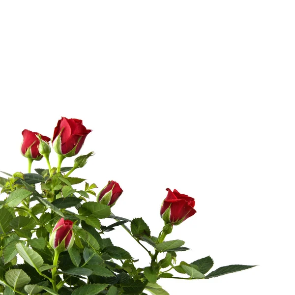 Roter Rosenstrauß — Stockfoto