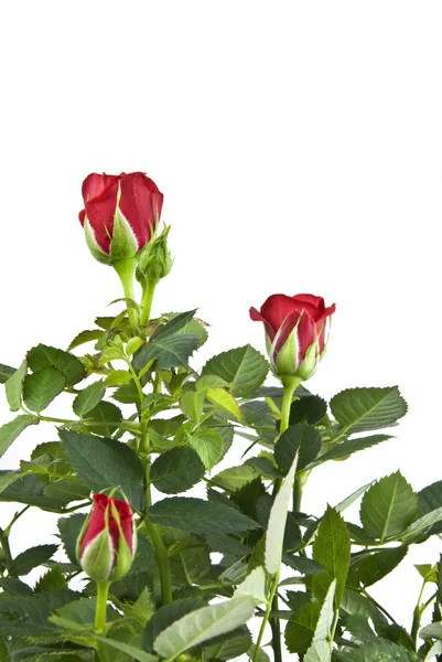Букет из красной розы — стоковое фото