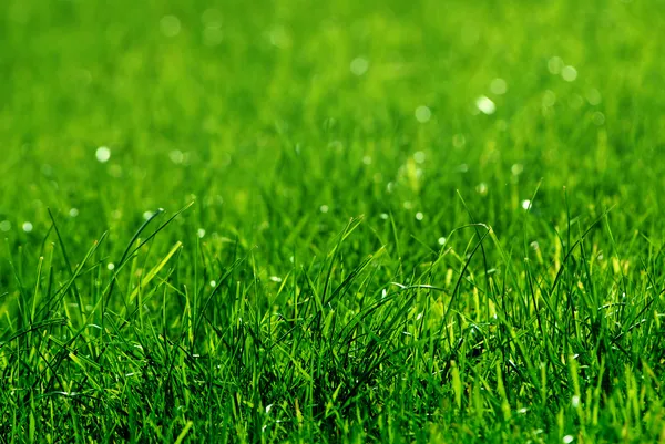 Green grass background — Stock Photo, Image
