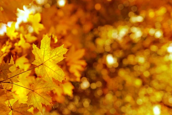Jesienią liście żółtaczki — Zdjęcie stockowe