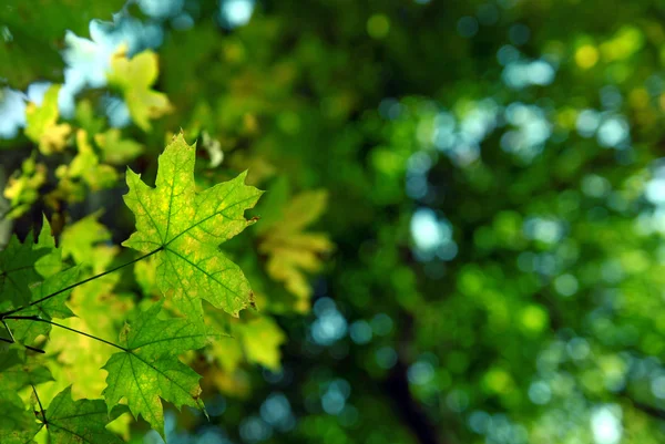 Zielony liści jesienią — Zdjęcie stockowe