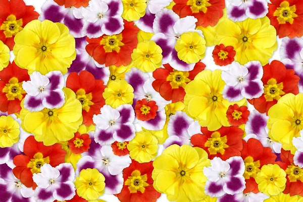 Barvy květin pozadí — Stock fotografie