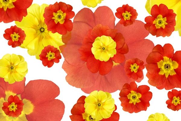 Farbe Blumen Hintergrund — Stockfoto