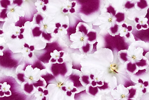 Рожевими квітами фону — стокове фото