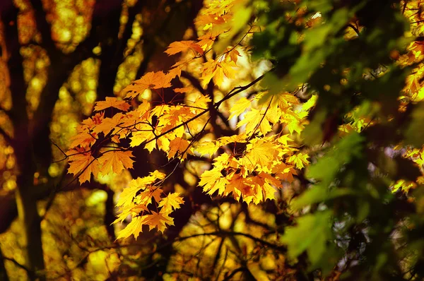 Жовті Осіннє листя — стокове фото