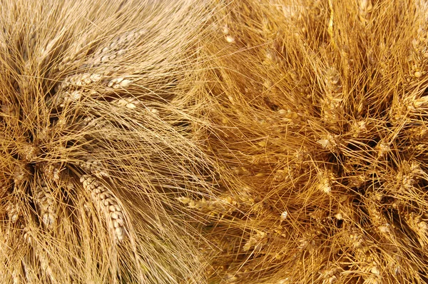 Urechi de grâu galben — Fotografie, imagine de stoc