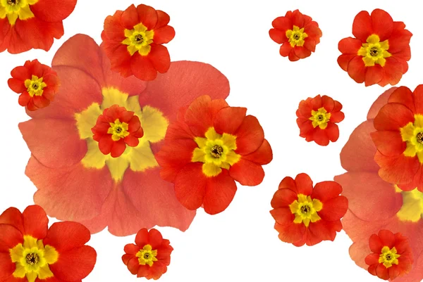 Barvy květin pozadí — Stock fotografie