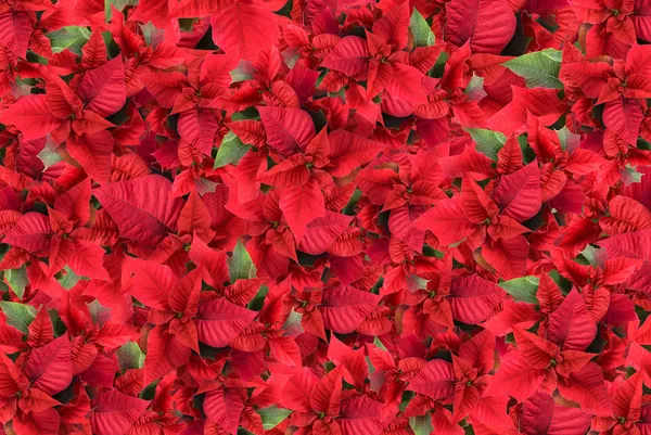 Christmas flower background — Stock Photo, Image