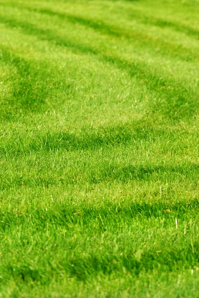 Fond d'herbe verte avec des rayures — Photo