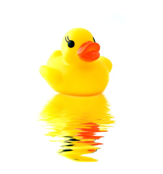 Stock image Rubber yellow duck with reflection isolated