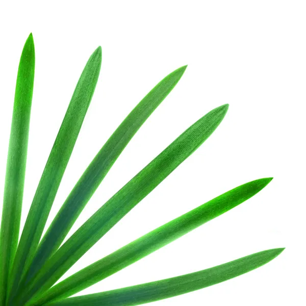 Folhas de palma verde isoladas em branco — Fotografia de Stock