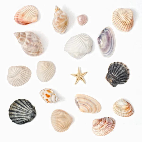 Diverse kleur shell geïsoleerd op wit — Stockfoto