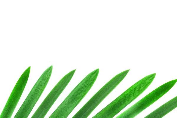 Элемент дизайна из зеленых пальмовых листьев, изолированных на белом — стоковое фото