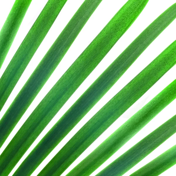 Естественный узор из зеленых пальмовых листьев, изолированных на белом — стоковое фото