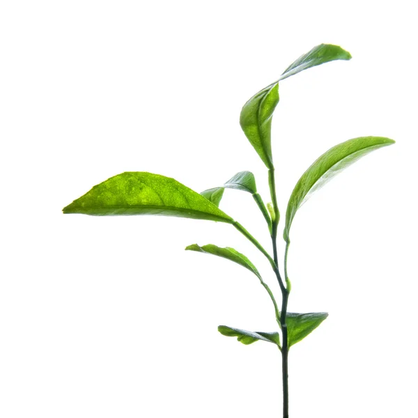 白で隔離される緑のレモンの葉の枝 — ストック写真