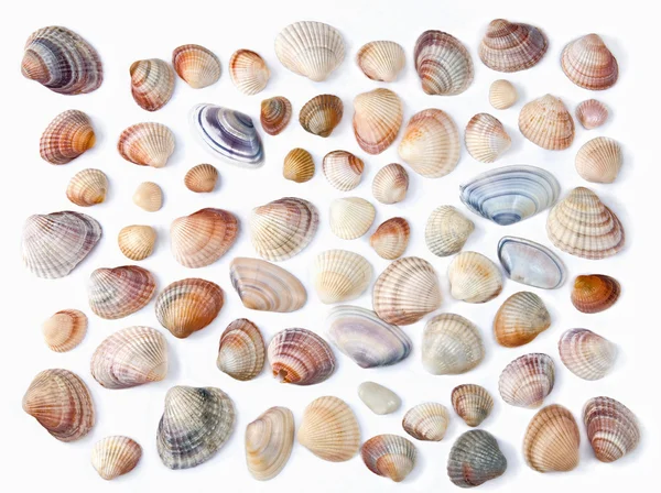 Varie shell di colore isolato su bianco — Foto Stock