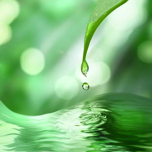 Grünes Blatt mit Wassertropfen auf grünem, sonnigem Hintergrund — Stockfoto