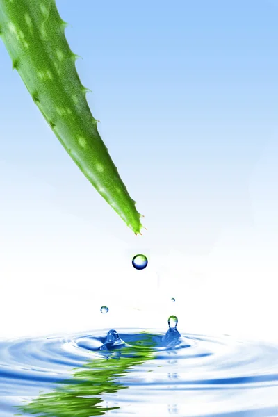 Verde aloe vera con goccia d'acqua e spruzzi isolati su bianco — Foto Stock