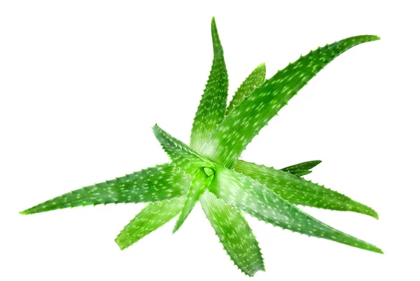 Wirydarz-do góry fotografia zielony Aloe vera na białym tle — Zdjęcie stockowe