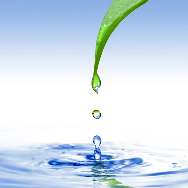 Folha verde com gota de água e respingo isolado no branco — Fotografia de Stock
