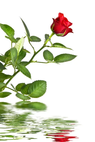 Rosa vermelha com reflexão isolada sobre branco — Fotografia de Stock