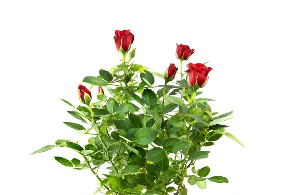 孤立在白色的红玫瑰花束 — 图库照片