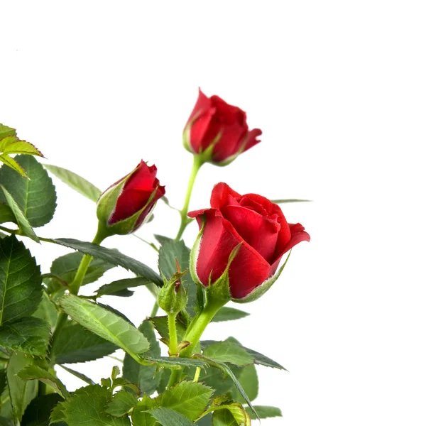 Bouquet de roses rouges isolé sur blanc — Photo