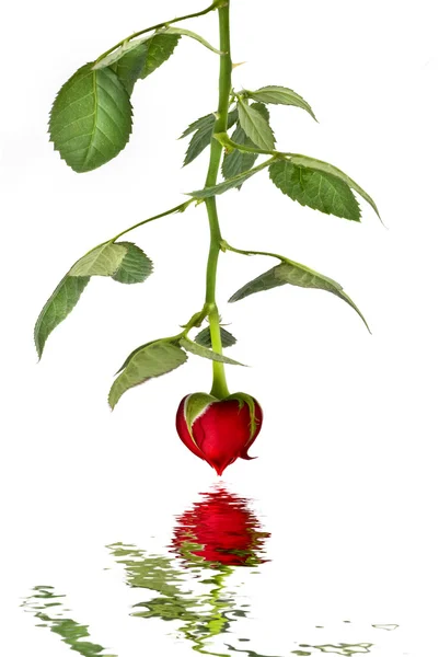 Srdce rfom červené růže na Valentýna izolované na bílém — Stock fotografie