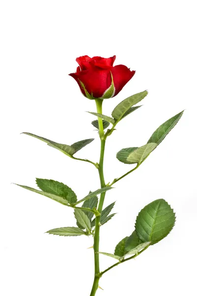 Vörös rózsa elszigetelt fehér — Stock Fotó