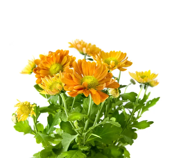 Yellow chrysanthemum bouquet isolated on white — Stock Photo, Image