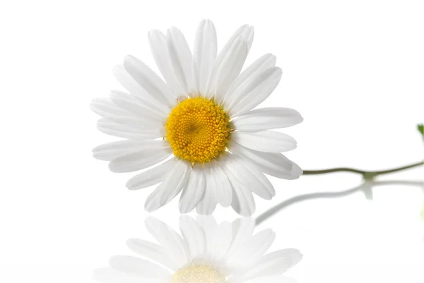 White chamomile isolated on white — Stock Photo, Image