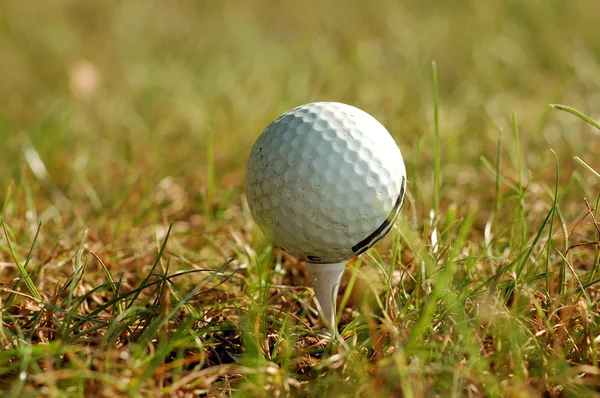 Çimlerde golf topu — Stok fotoğraf