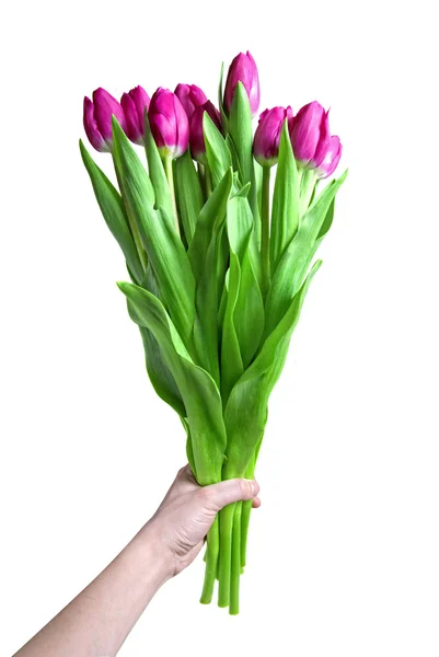 Mão com buquê de tulipas rosa isolado em branco — Fotografia de Stock