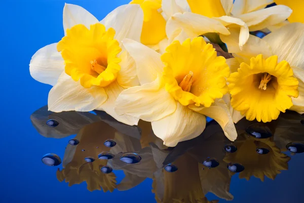 Yellow narcissus on blue background with water drops — Stock Photo, Image